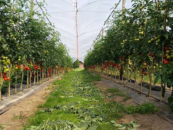 Prachtvoller Anblick – aromatische Tomaten direkt aus der Region.