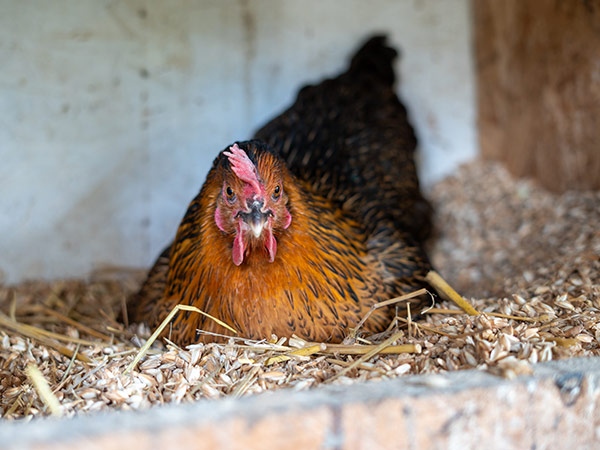 Feldmanns Grüner Markt - Bauernhofpaedagogik