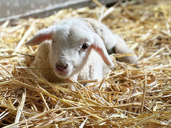 Feldmanns Grüner Markt - Bauernhofpaedagogik