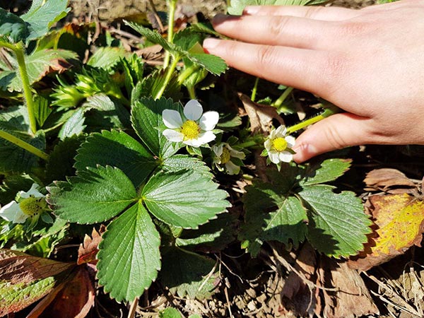 Ein Familienerlebnis – Erdbeeren pflücken auf unseren Erdbeerfeldern.