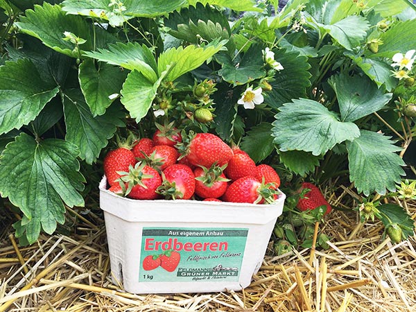 Immer wieder aromatisch und lecker, unsere frischen Erdbeeren aus der Region.