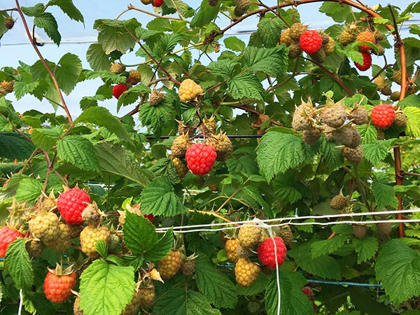 Verarbeitet zu Fruchtaufstrichen oder direkt so in den Mund – immer lecker unsere Himbeeren.