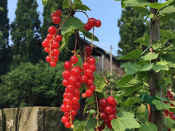 Leckere Johannesbeeren direkt aus der Region!