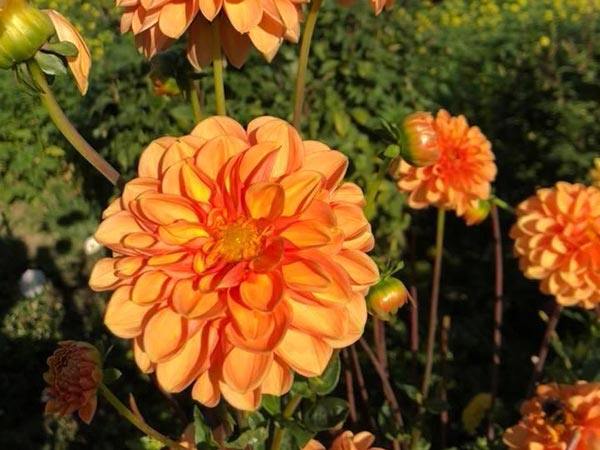 Bunte Blumen soweit das Auge reicht in Feldmanns Grüner Markt.