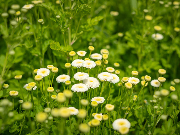 Feldmanns Grüner Markt - Blumen