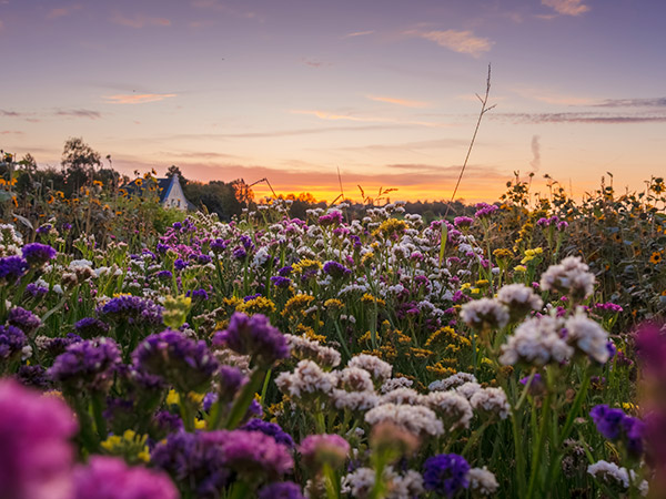 Feldmanns Grüner Markt - Blumen