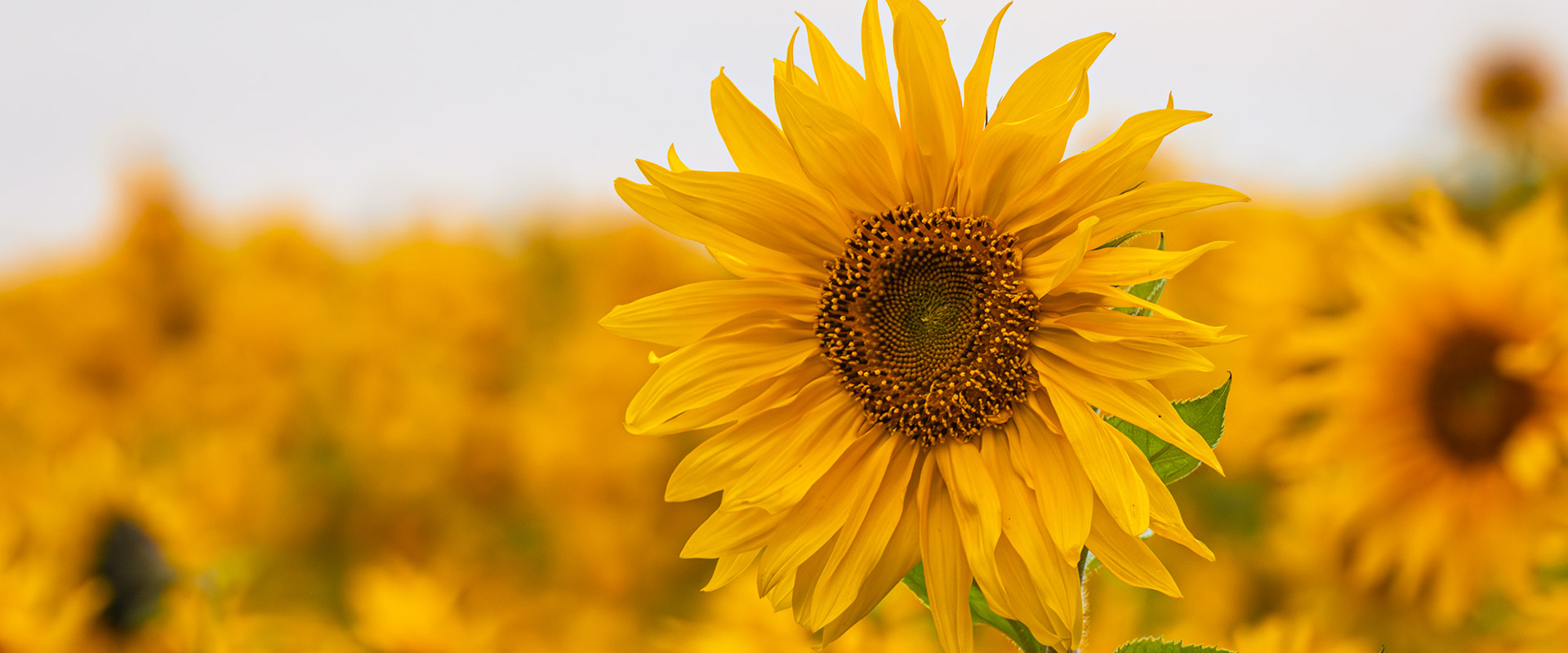 Blumen