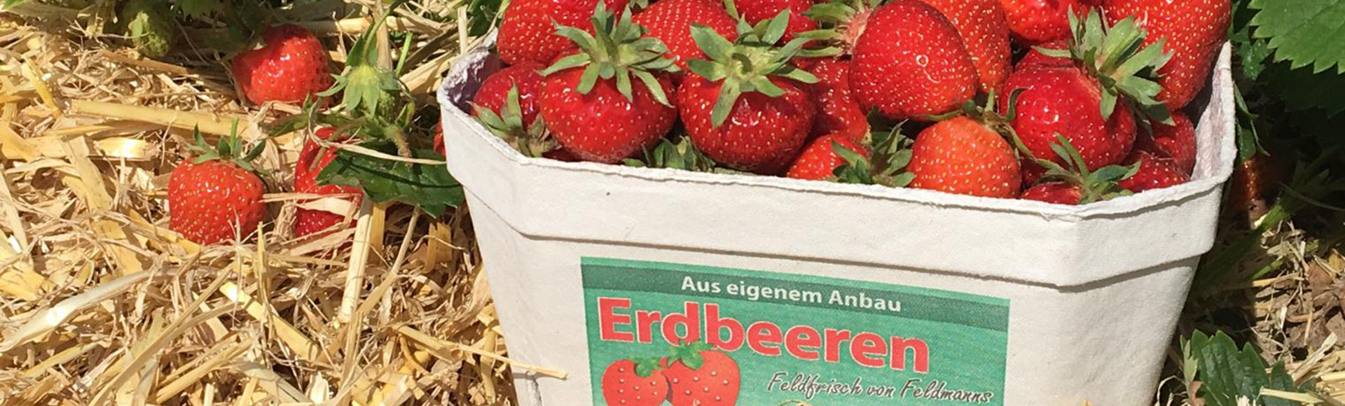 Erdbeeren aus eigenem Anbau