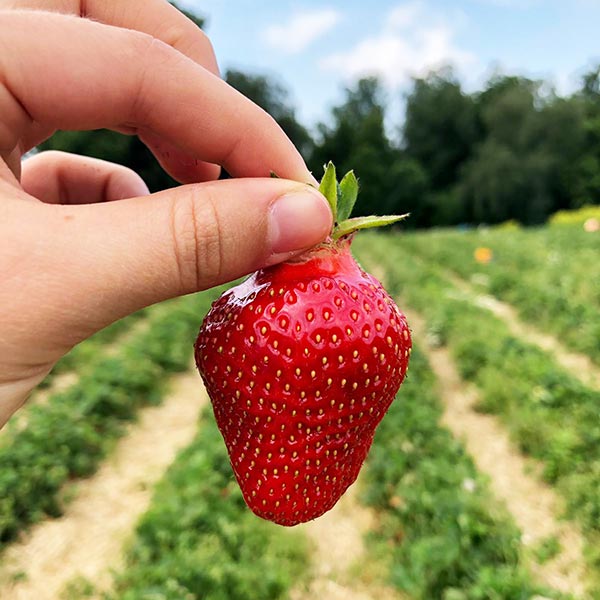 Erdbeeren selber pflücken