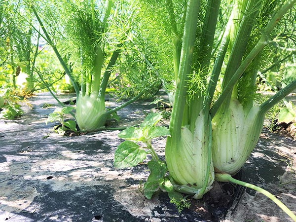 Ebenfalls aus unserem eigenen Anbau – Fenchel.