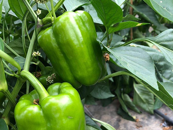 Paprika aus Essen – hier in Feldmanns Grüner Markt.