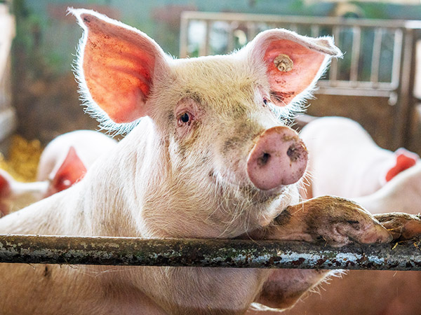 Feldmanns Grüner Markt - Hofmetzgerei Tiere