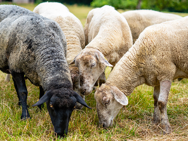 Feldmanns Grüner Markt - Hofmetzgerei Tiere