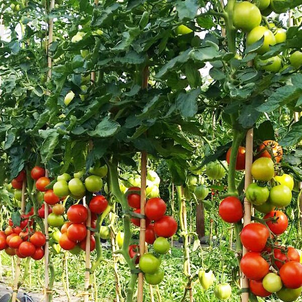 Erdbeeren selber pflücken