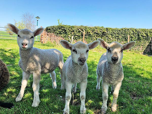 Unsere Tiere freuen Sich über jede Kuscheleinlage.